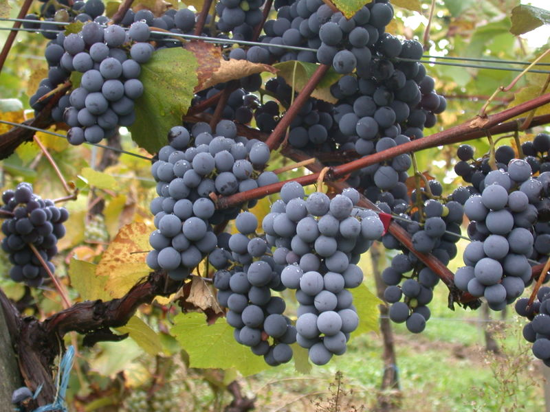 Gamay druif – lichte rode wijn uit Beaujolais met aroma's van roodfruit en viooltjes