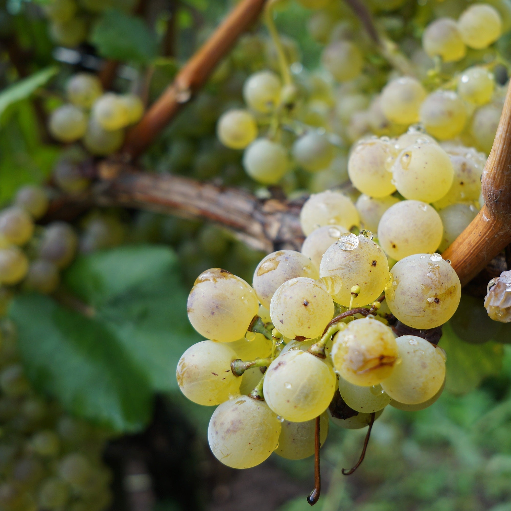 Grüner Veltliner 🍏🍋