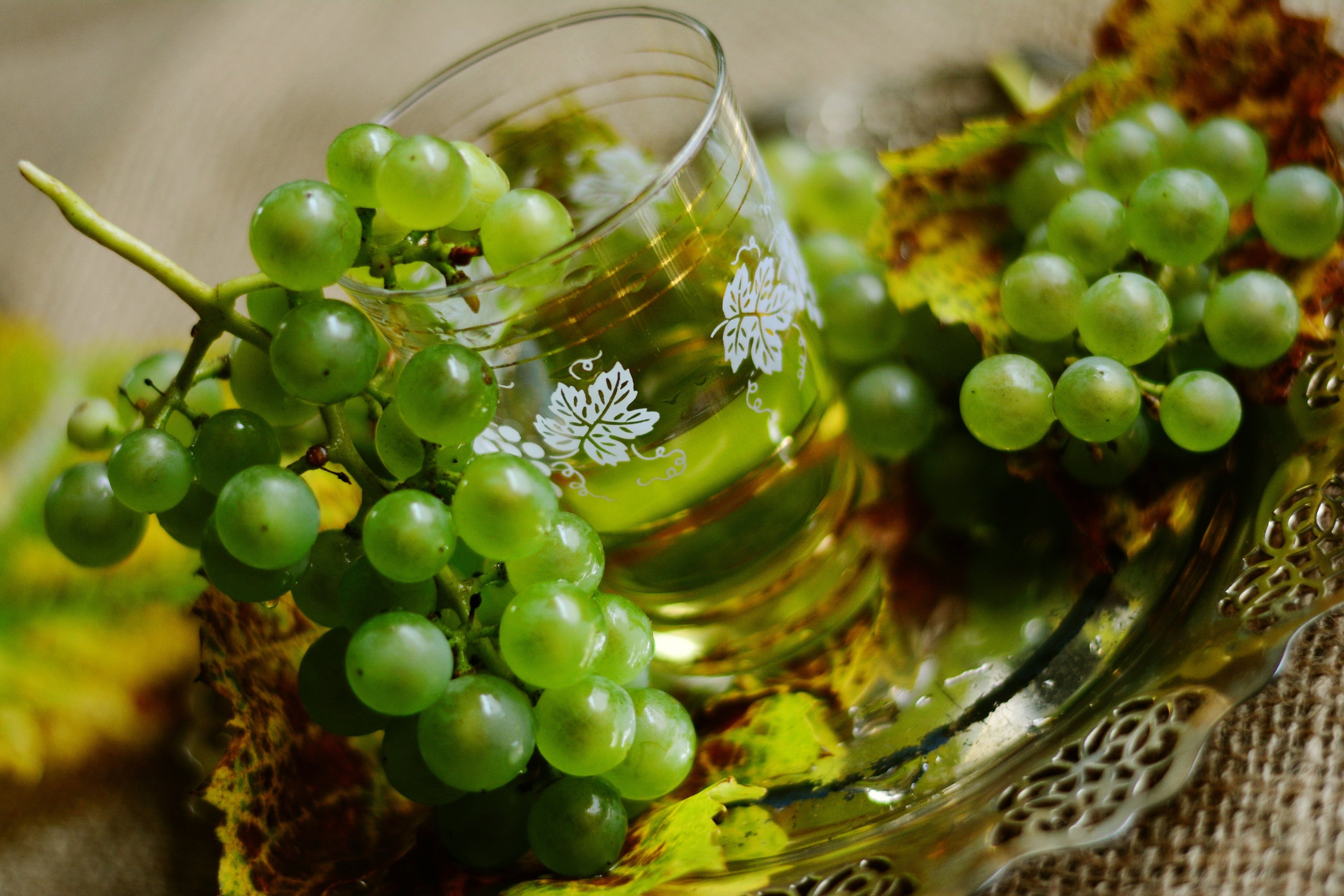 Chardonnay druiven aan de wijnstok — witte wijndruif bekend om veelzijdigheid en terroir