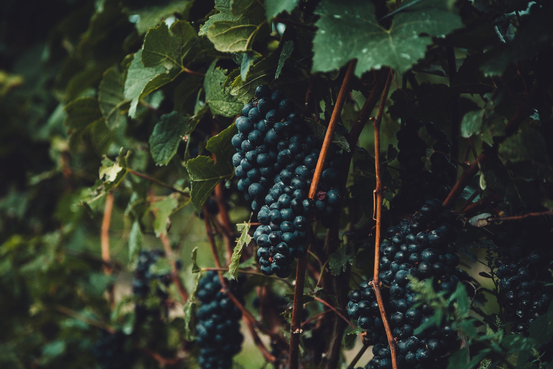 Sangiovese