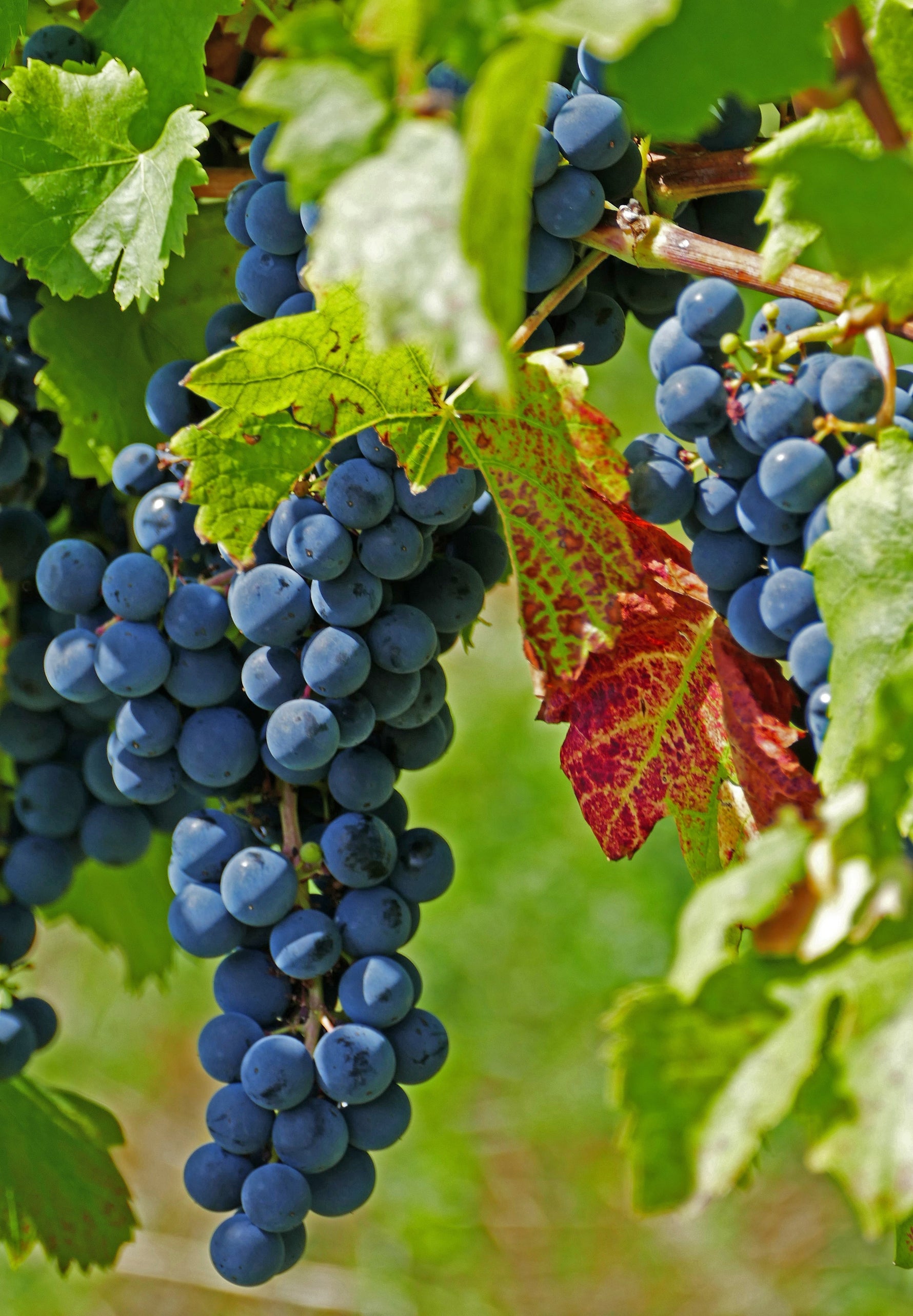 Pinot Noir